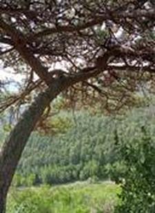 安家立业的动物有哪些